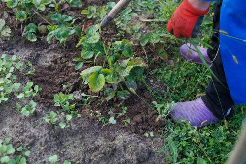 Woman removing weeds from garden beds.