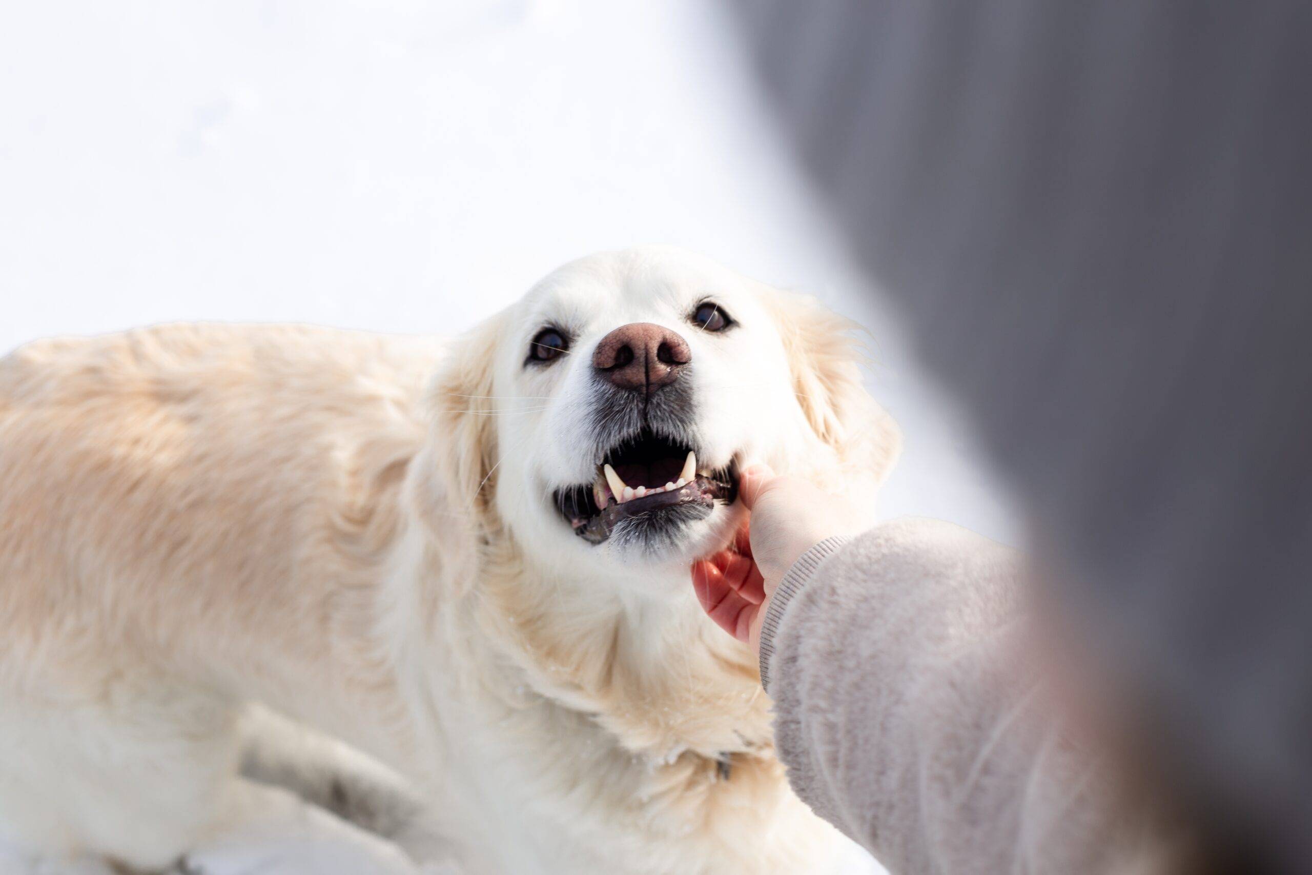Cute dog looking up at their owner.