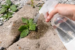 This Spring Get an Early Grip on The Weeds in Your Garden With This DIY Vinegar Hack