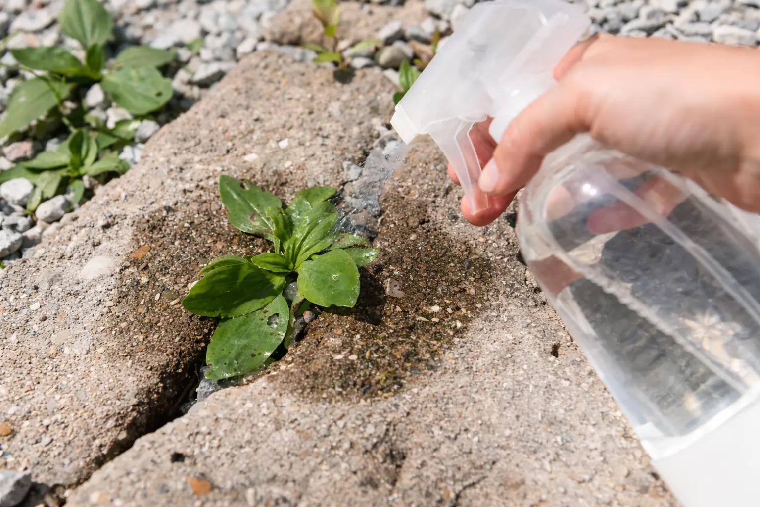 An image of vinegar being sprayed onto weeds in a driveway.