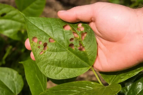 A damaged leaf after being eaten by some critters.