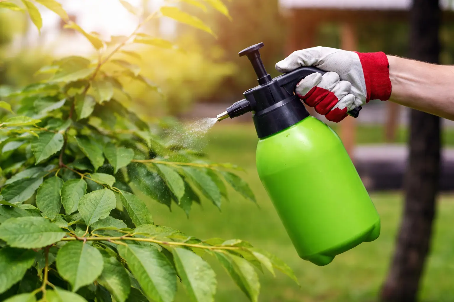 Spraying vinegar onto leaves in a garden.
